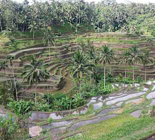 Blick auf die Terrassen