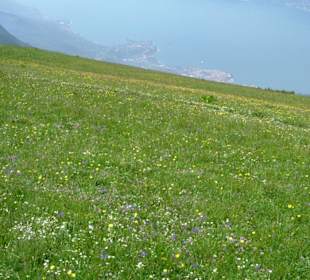 Monte Baldo