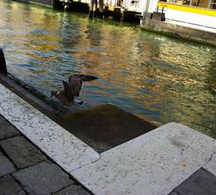 Einstiegsplatz mit Möve