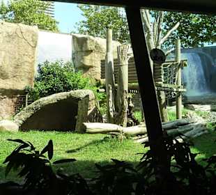 Gorilla Anlage