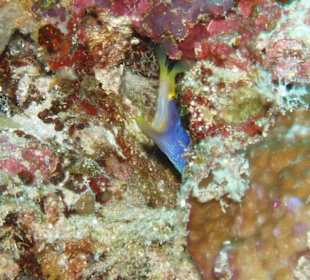 Blaue Geistermuräne im Süd Male Atoll gesichtet