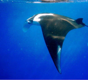 Ihre Majestät gab sich die Ehre