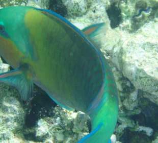 Fisch beim Korallenriff