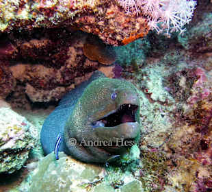 Muräne am Hausriff