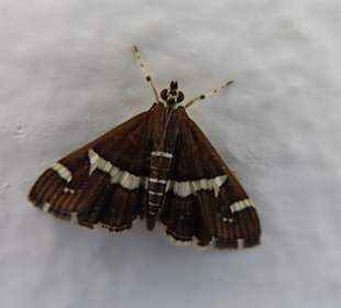 Peta Loudhes / Tal der Schmetterlinge