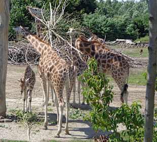 Giraffen