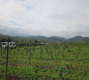 Kulinarische Weinbergswanderung