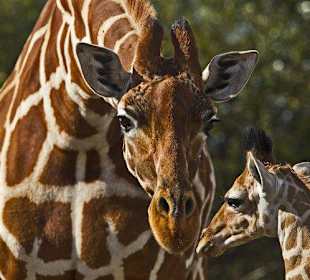 Giraffen