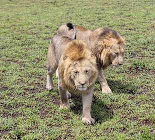 Geführte Touren Marco Polo Tours & Safaris Diani Beach