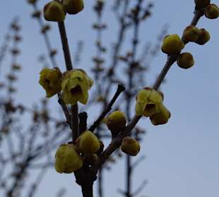 Schloss Karlsruhe Botanischer Garten