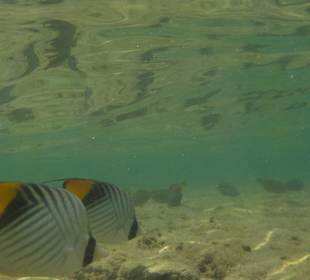 Wunderschöne Fische genau an der Lagune 