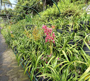 Orchideengarten im Monte Palace Tropical Garden