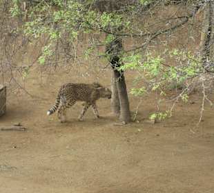 Cango Wildlife Ranch