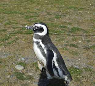 Park Narodowy Isla Magdalena
