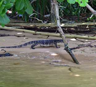 Bentota Fluss- und Mangroven Tour