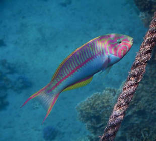 Fische im hauseigenen Riff