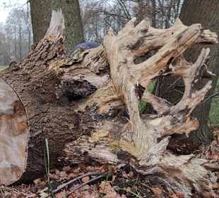 Wandern Burg (Spreewald)