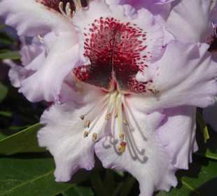 Hauptblüte im Rhododendronpark Bremen