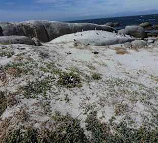 Boulders Beach