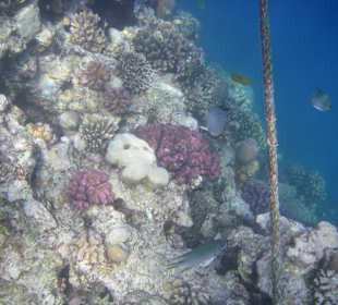 Schnorcheln. Hotel Bel Air Azur Resort