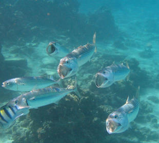 Großmaulfisch am Hausriff