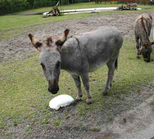 Serengeti Park Hodenhagen