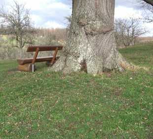 Naturdenkmal Lutherlinde