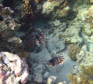 Beim Schnorcheln am Riff