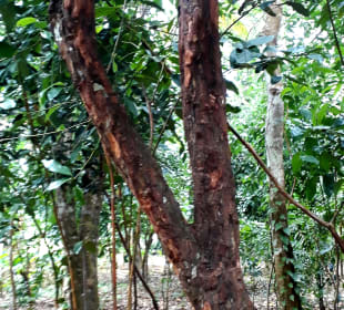 Maganga Spice Farm 