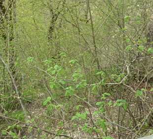 Eiszeitpfad - Burgfelsenpfad