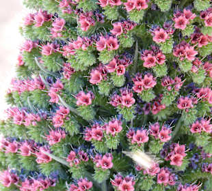 Parque Nacional del Teide