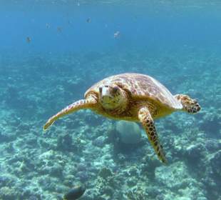 Neugierige Schildkröte