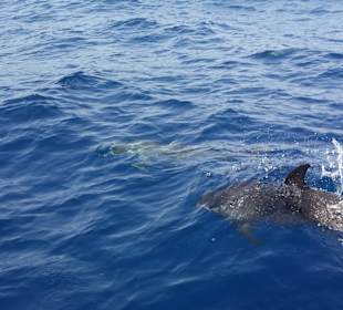 Delfinshow auf einem Katamarantrip