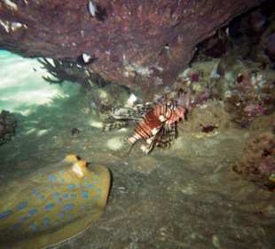 Płaszczka i skrzydlica