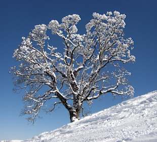 Winterimpressionen Februar 2012