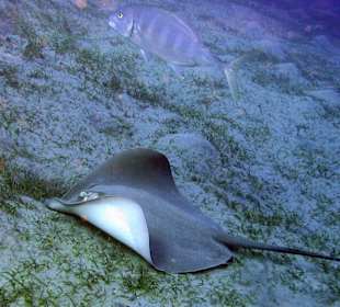 Podwodne życie w Abu Dabab