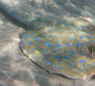 Tolle Unterwasserwelt