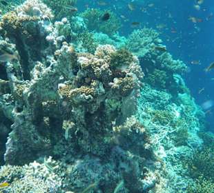 Tierwelt unter Wasser am Riff