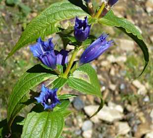Wunderbare Blumen im Nationalpark Nockalm