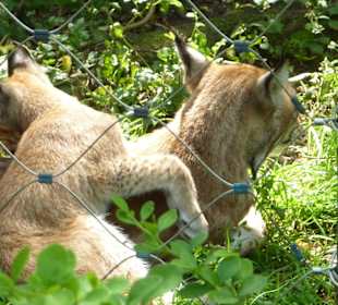 Luchsmama spielt mit Sohnemann