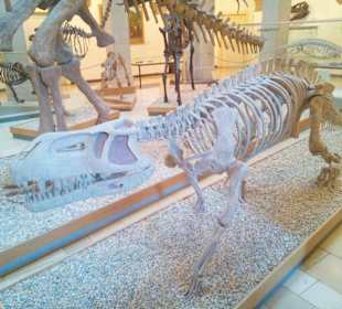 Vorfahre des Krokodils