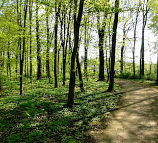 Spaziergang durch den Park