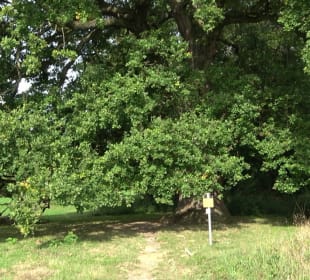 Naturdenkmal Sulzeiche Walddorf