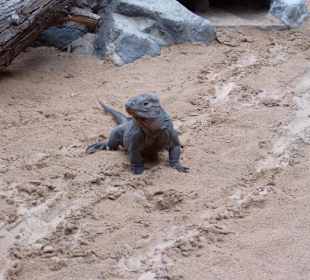 Loro Parc in Puerto de la Cruz