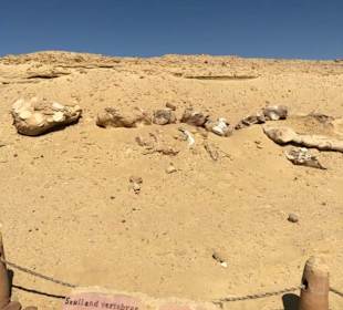 Tal der Wale-Fayoum Oase-UNESCO Welterbezentrum 