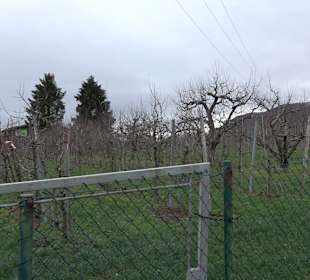 Birnenerlebnisweg Glems