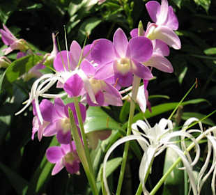 Singapur - National Orchid Garden