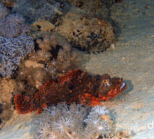 Schnorcheln Marsa Alam