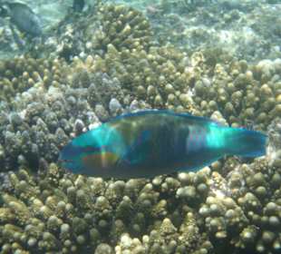 Unter-Wasser-Vielfalt