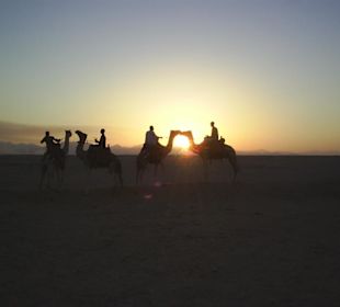 Kamelreiten in der Wüste